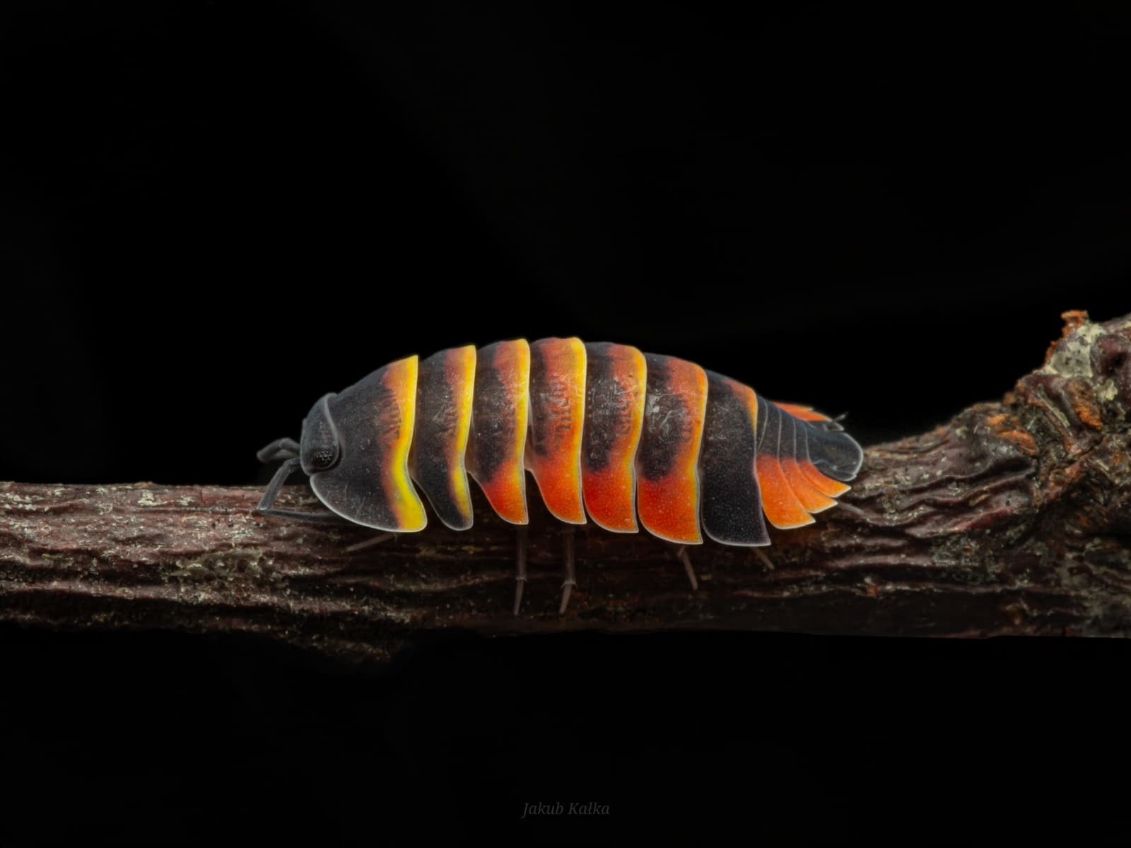 Ardinella sp. Ember Bee