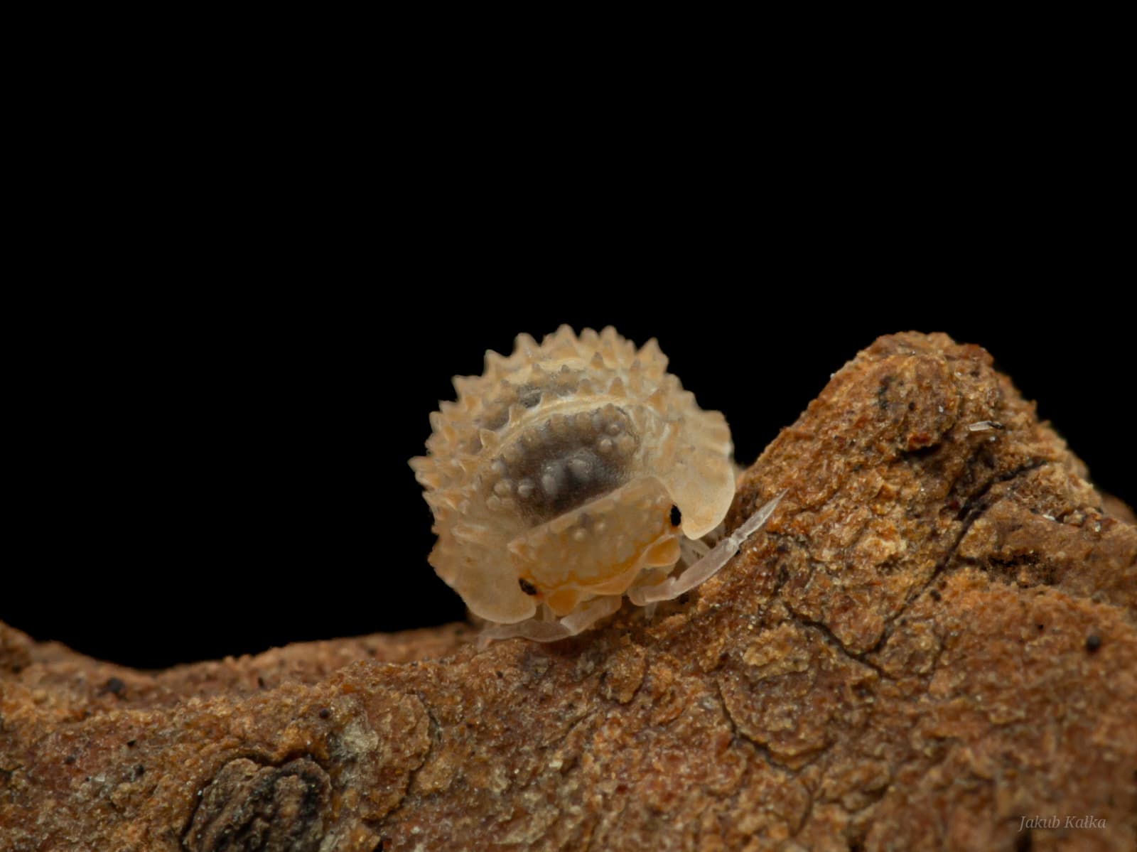 Cristarmadillidium muricatum